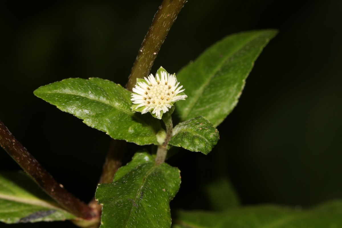 Eclipta prostrata (L.) L.